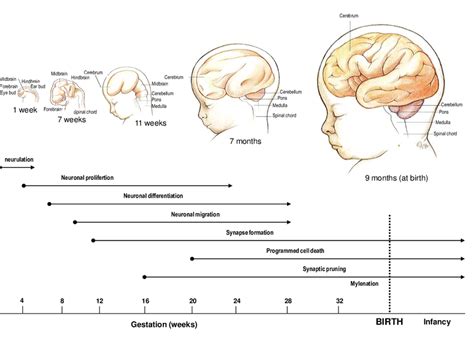 Infografica sullo sviluppo del cervello infantile