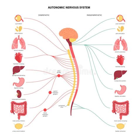 Diagramma del sistema nervoso autonomo che mostra la risposta 