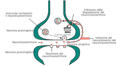 Schema che illustra il meccanismo d'azione degli Inibitori delle Monoamino Ossidasi (MAOI).