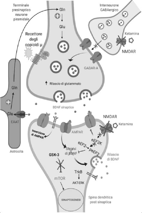 Diagramma che illustra il meccanismo d'azione della ketamina sui recettori NMDA e la neuroplasticità.