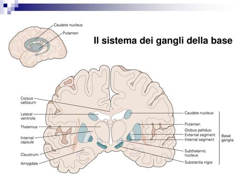 Schema semplificato dei gangli della base nel cervello