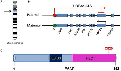 Modello molecolare del gene Ube3a