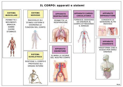 Schema nutrizionale del corpo umano con enfasi sui micronutrienti