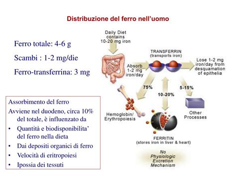 Schema del ciclo del ferro nel corpo umano