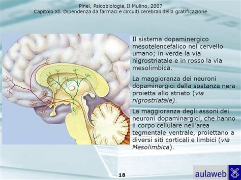 Diagramma che illustra il sistema dopaminergico nel cervello e il suo legame con la ricompensa