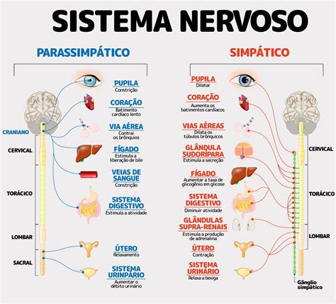 grafico sistema nervoso simpatico e parasimpatico