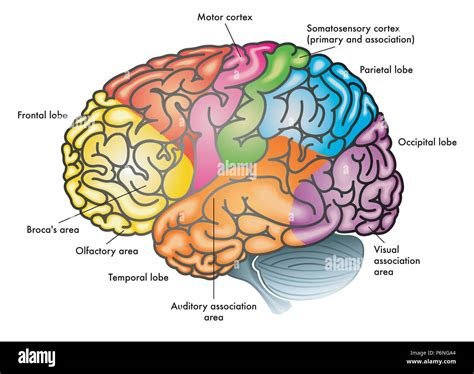 Illustrazione stilizzata di un cervello umano con diverse sezioni colorate che rappresentano stati di personalità distinti.