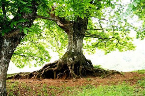Albero con radici profonde