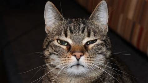 Gatto che guarda intensamente