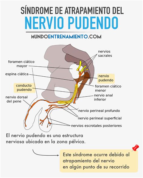 Anatomia del nervo pudendo