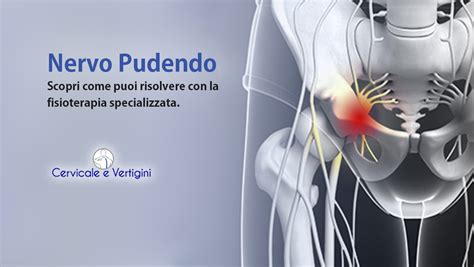 Schema delle aree innervate dal nervo pudendo