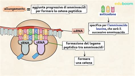 Diagramma del gene BTD e della proteina biotinidasi