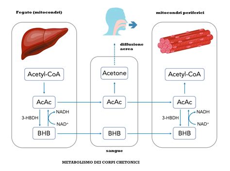 Infografica che illustra i due sottogruppi metabolici nell'ASD (NEU e NUT)