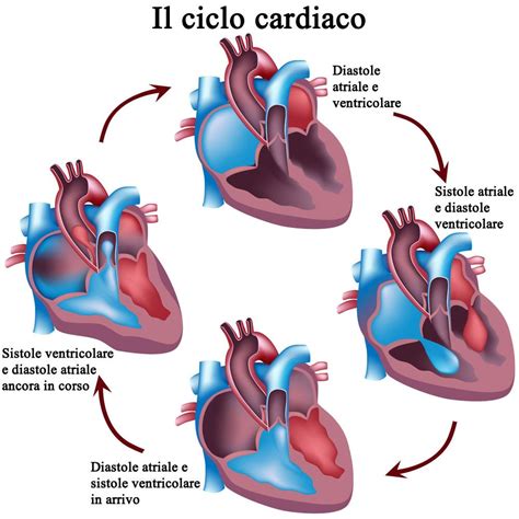 Diagramma del ciclo del sangue nel cuore umano