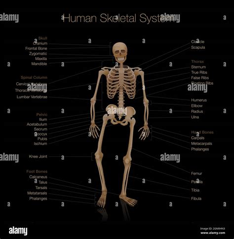 Illustrazione del sistema scheletrico umano con le principali ossa etichettate
