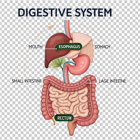 Diagramma del sistema digestivo umano