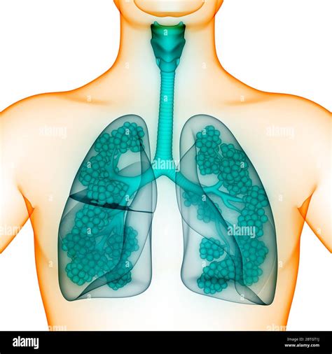 Schema del sistema respiratorio umano con focus sugli alveoli