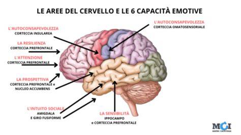 Rappresentazione stilizzata del cervello con aree evidenziate