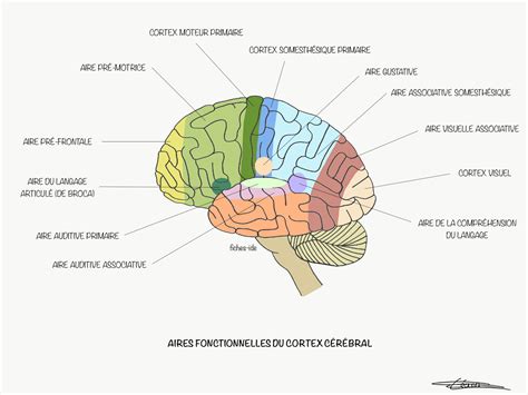 schema circuito cerebrale
