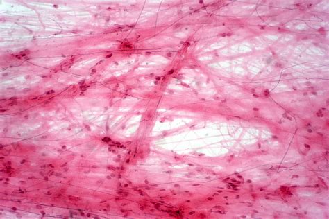 Struttura del tessuto connettivo fibroso
