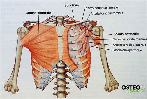 Diagramma anatomico della parete toracica con evidenziate le strutture muscolari e nervose