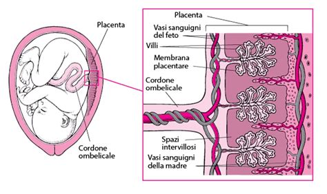 Illustrazione della barriera placentare con passaggio di farmaci