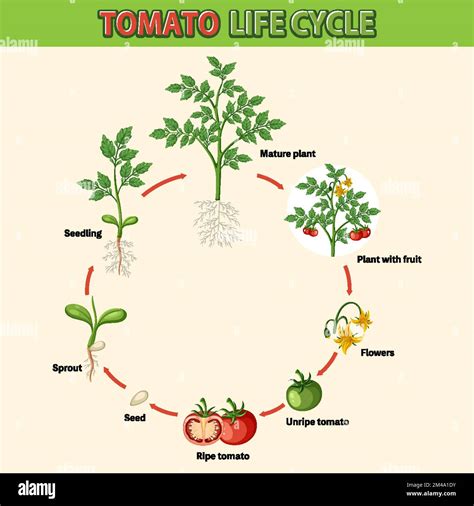 Illustrazione di una pianta di pomodoro che cresce