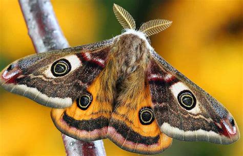 Illustrazione di una falena attratta da una luce