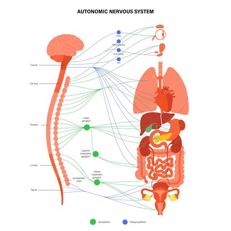 Diagramma del sistema nervoso autonomo con enfasi sulla risposta di stress
