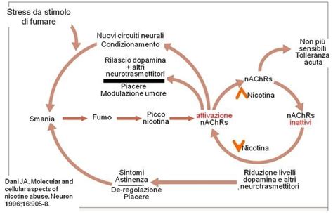 Schema del ciclo di dipendenza da nicotina