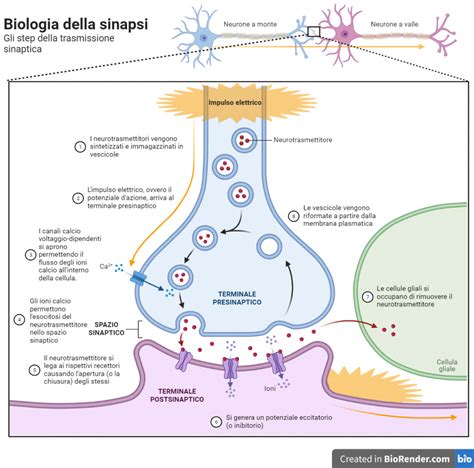 Diagramma che illustra la neuroplasticità e la formazione di nuove sinapsi