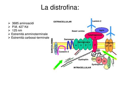 Diagramma del gene della distrofina e del complesso distrofina-glicoproteine