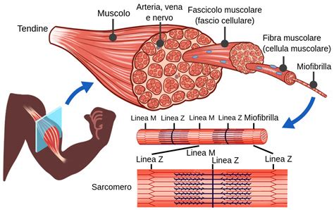 Scheletro umano con evidenziate le fibre muscolari