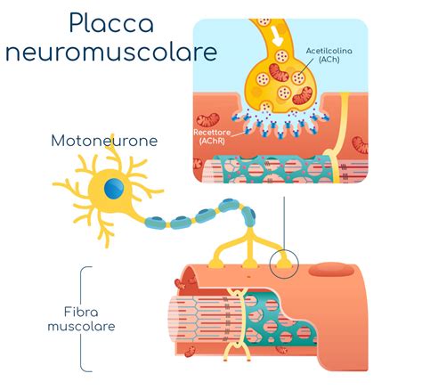 Diagramma della placca neuromuscolare con evidenziati i recettori nicotinici