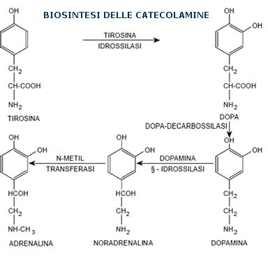 Schema della sintesi delle catecolamine