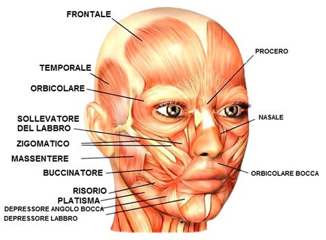 Schema dei muscoli facciali coinvolti nelle emozioni