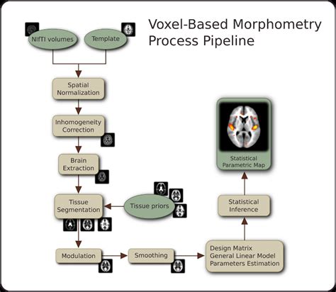 Schema che illustra l'analisi Voxel Based Morphometry (VBM)
