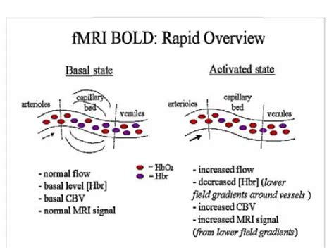 Diagramma che mostra il segnale BOLD nell'fMRI