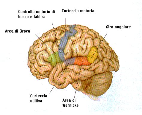 Diagramma che illustra le aree di Broca e Wernicke nel cervello e le loro funzioni relative al linguaggio.