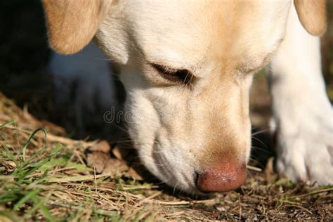 Cane che annusa il terreno