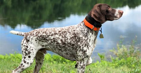Cane da caccia in azione