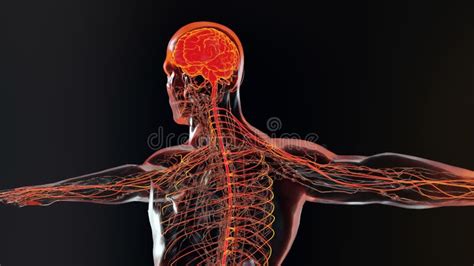 Illustrazione del sistema nervoso umano con evidenziati cervello e nervi
