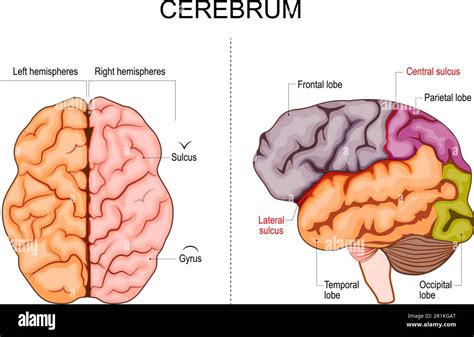 Illustrazione di una struttura cerebrale