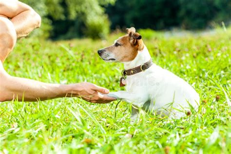 Cane e proprietario che interagiscono con affetto