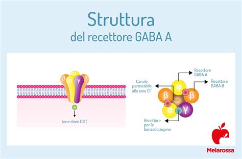 Diagramma che illustra la differenza tra legame GABA e legame Benzodiazepina sul recettore GABA-A