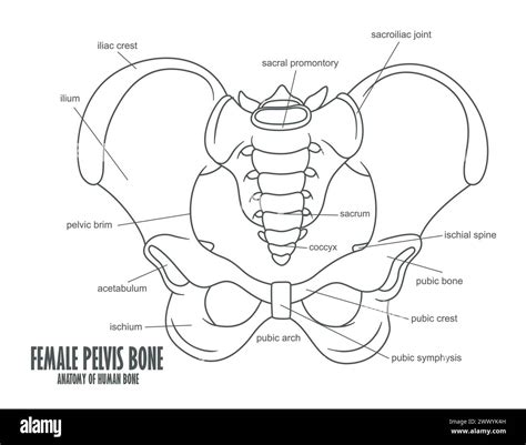 Anatomia della pelvi femminile