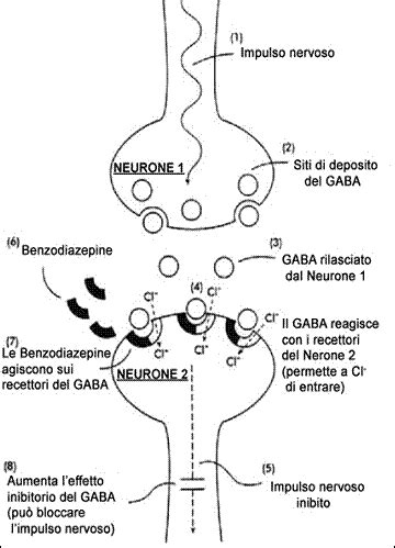 Diagramma del funzionamento delle benzodiazepine sui recettori GABA