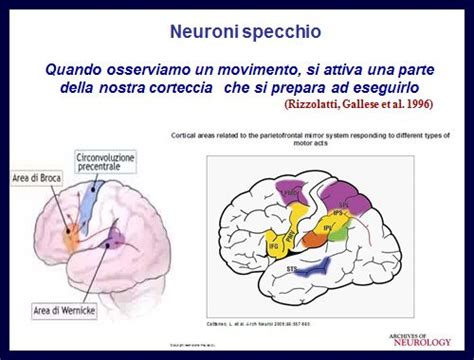 Rappresentazione schematica dei neuroni specchio in azione