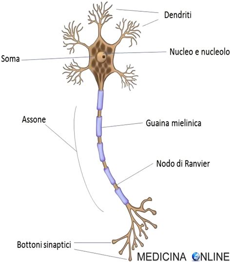 Rappresentazione grafica del legame cervello-intestino con neuroni e vasi sanguigni.