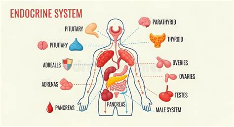 Diagramma del sistema endocrino umano e degli ormoni principali